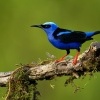 Kvetomil modry - Cyanerpes cyaneus - Red-legged Honeycreeper 9333